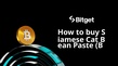 How to buy Siamese Cat Bean Paste